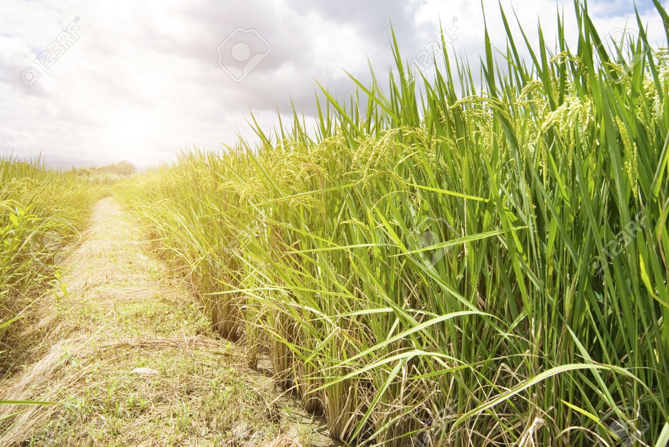 Arroz: ‘Produtor não deve aumentar área plantada no próximo ciclo’ Arroz: ‘Produtor não deve aumentar área plantada no próximo ciclo’