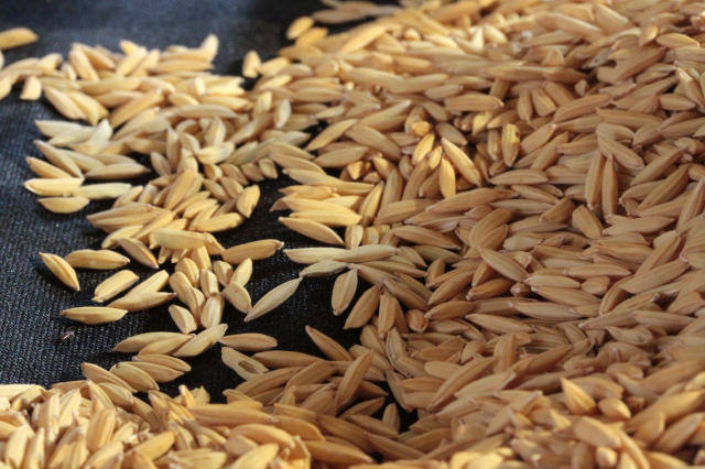 Exportação de arroz cresce 1.108% em junho e bate recorde Exportação de arroz cresce 1.108% em junho e bate recorde