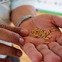 Preço do arroz começa a estabilizar, diz Cepea